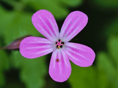 Robert geranium (Geranium robertianum ssp. robertianum)