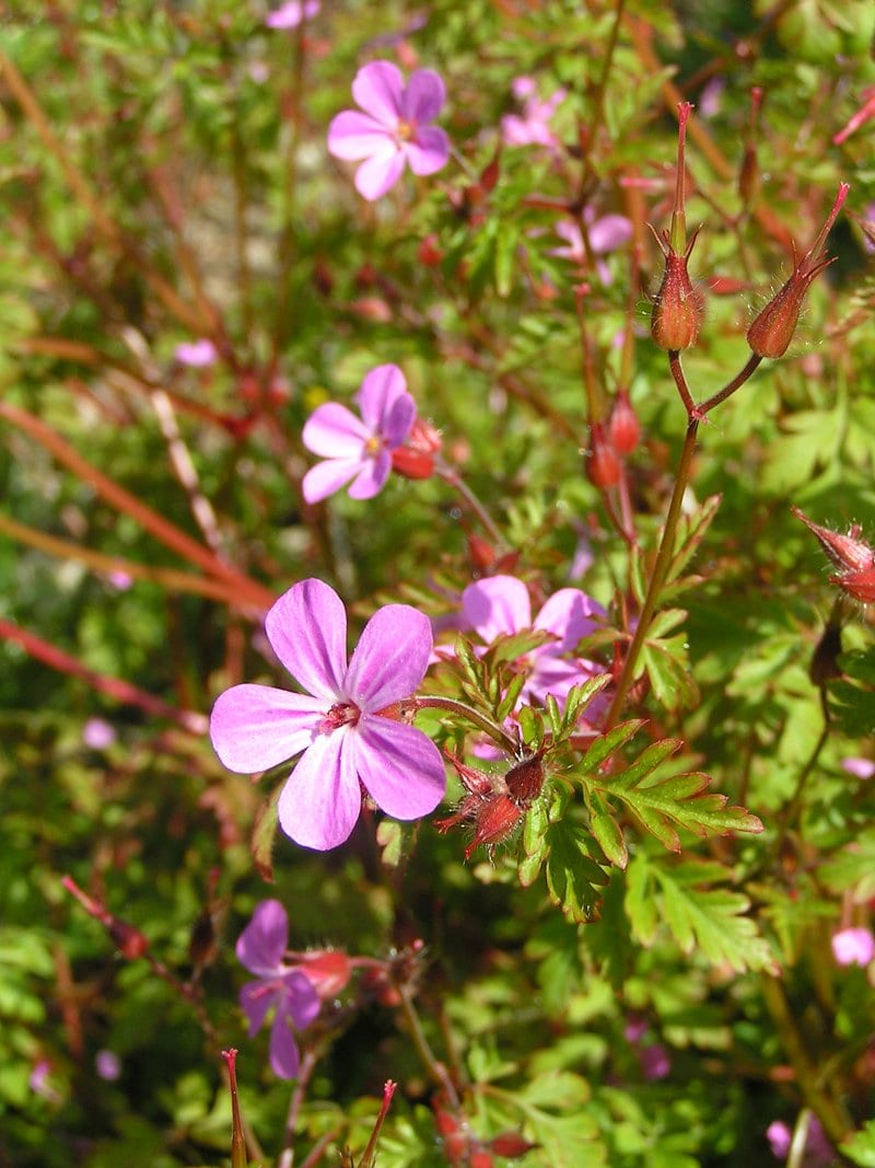 Robert geranium (Geranium robertianum)