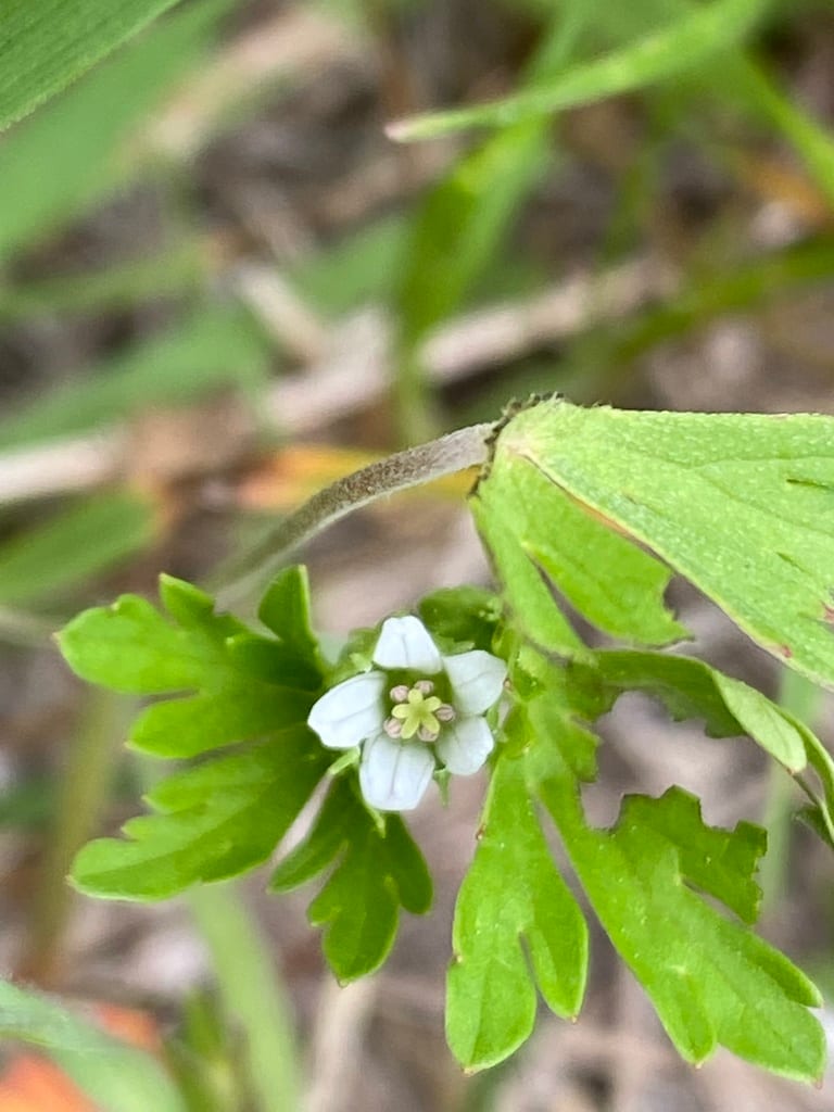 Texas geranium (Geranium texanum)