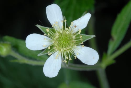 Texan avens (Geum canadense var. texanum)