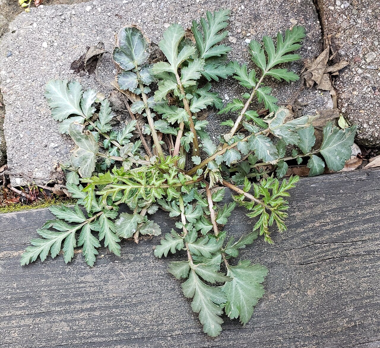 White avens (Geum canadense)