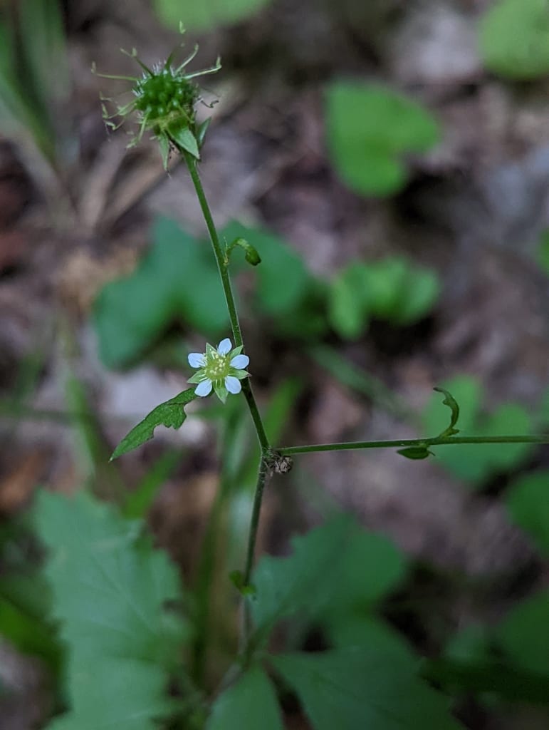 Rough avens (Geum laciniatum var. trichocarpum)
