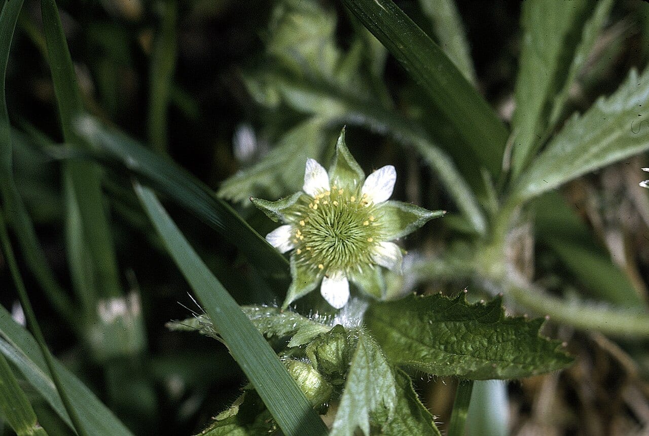 Rough avens (Geum laciniatum)