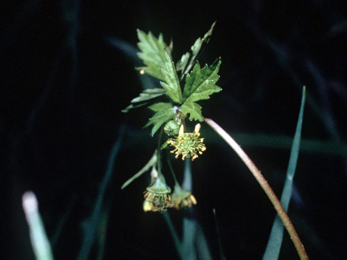 Spring avens (Geum vernum)