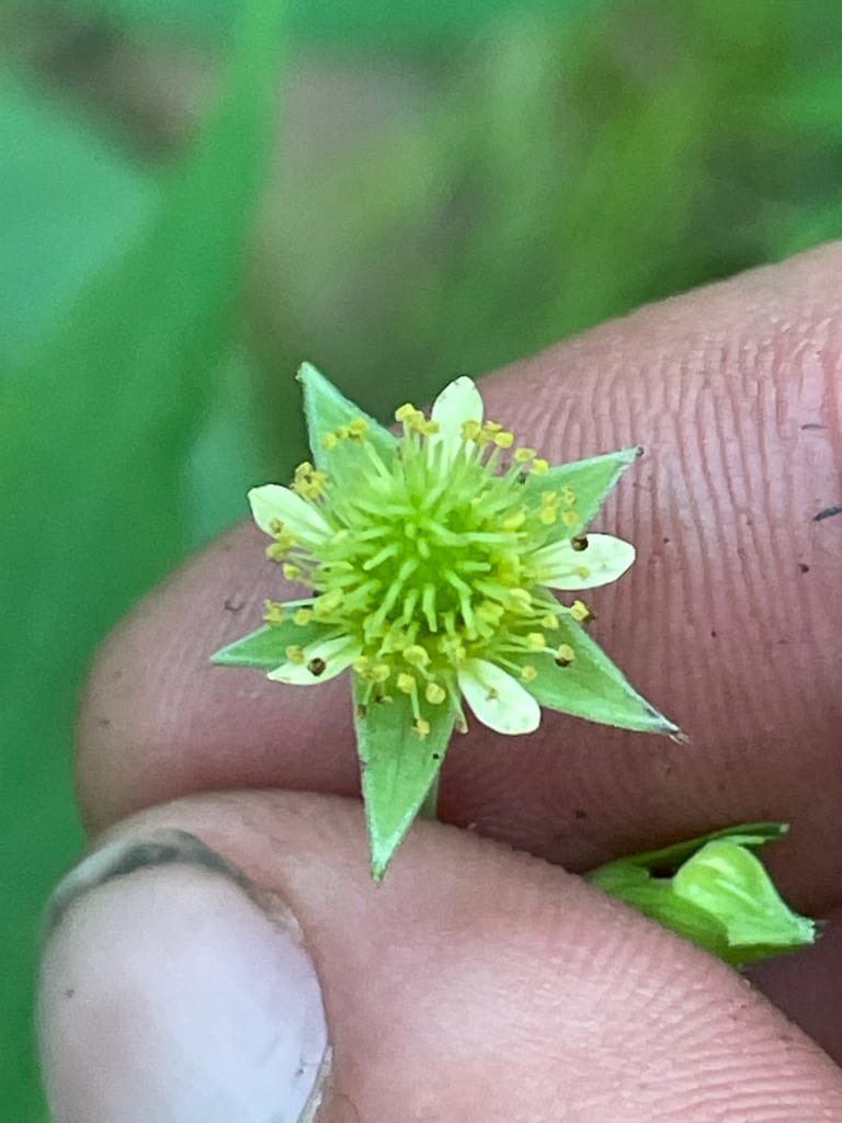 Cream avens (Geum virginianum)