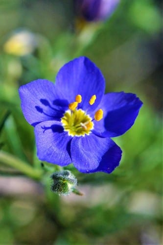 Bluebowls (Giliastrum rigidulum)