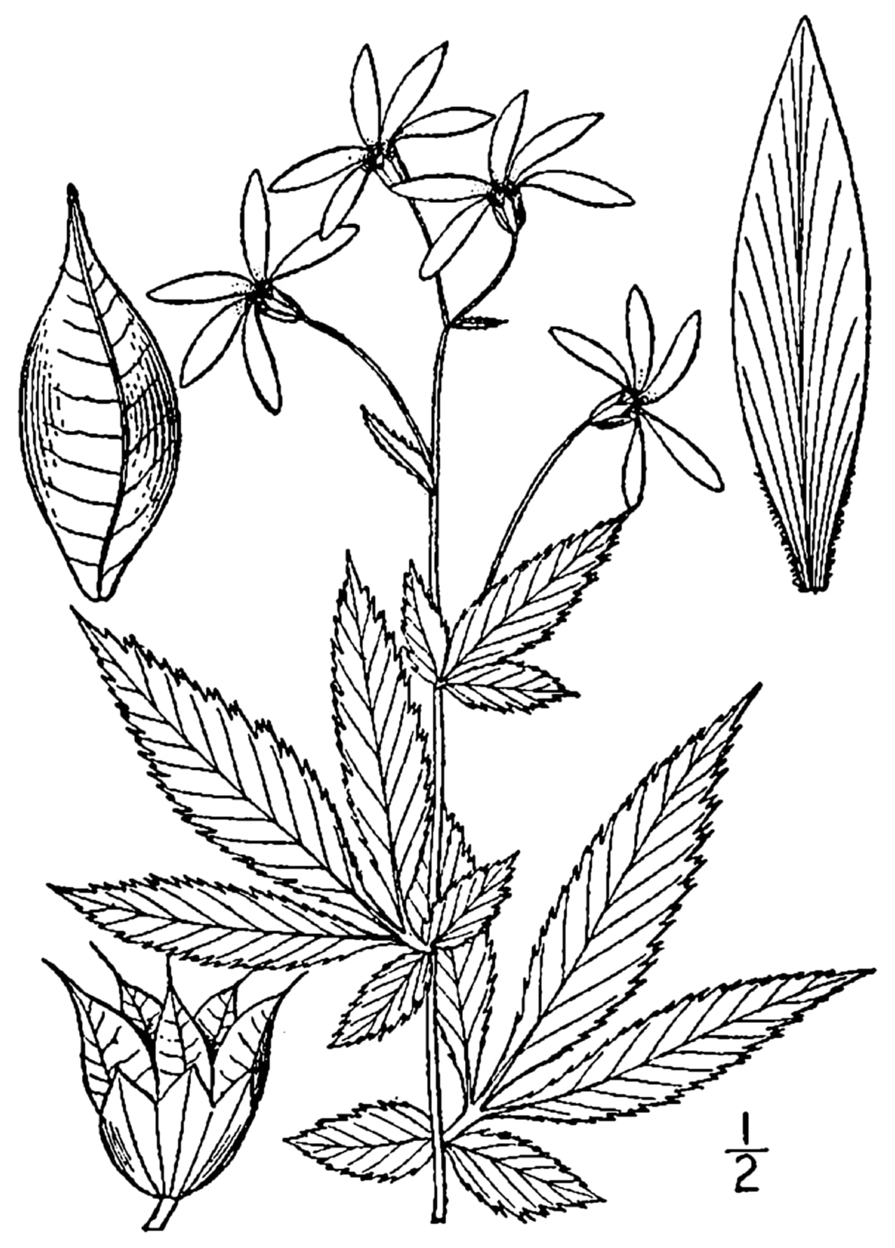 American ipecac (Gillenia stipulata)