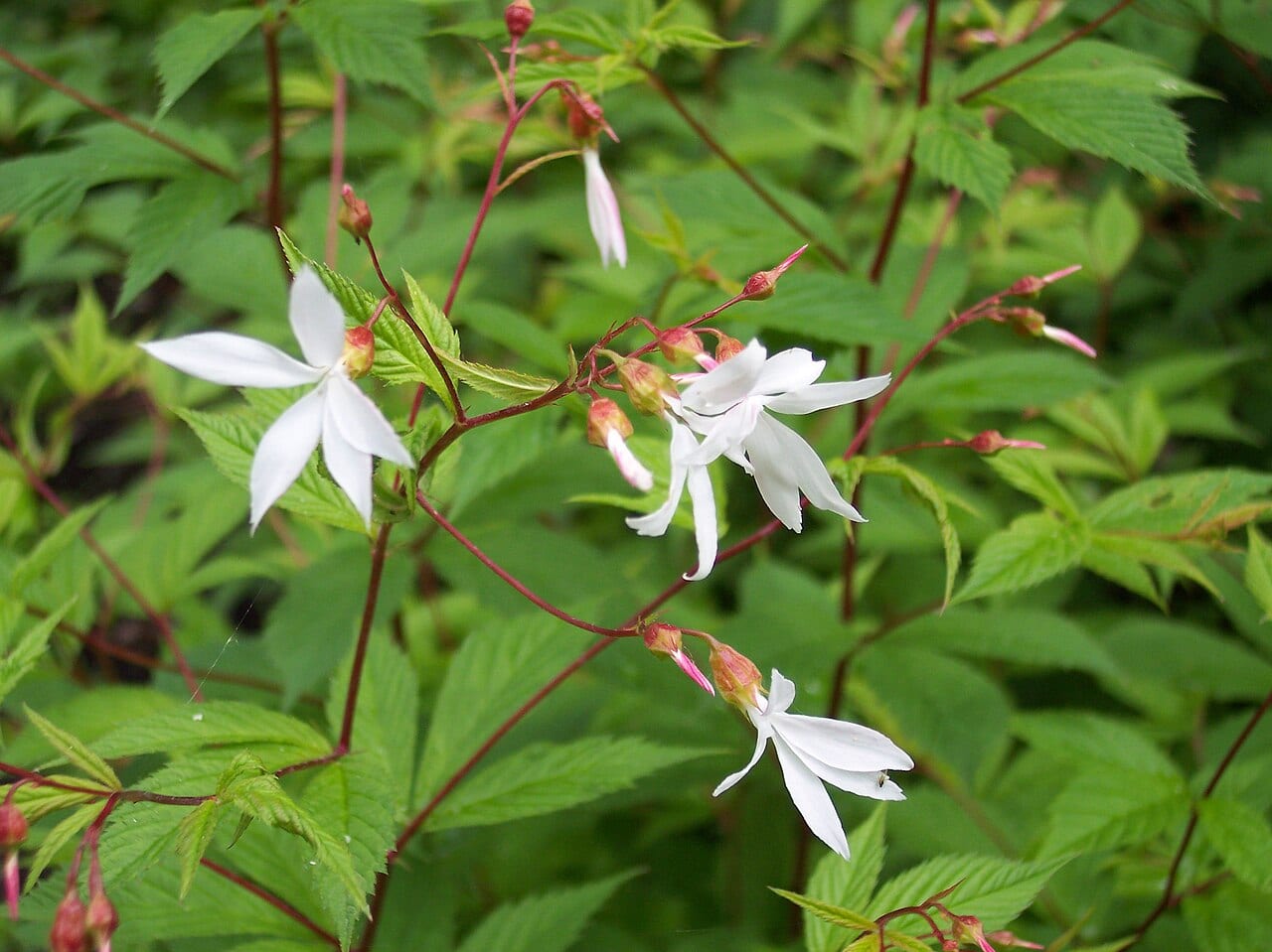 Bowman's root (Gillenia trifoliata)