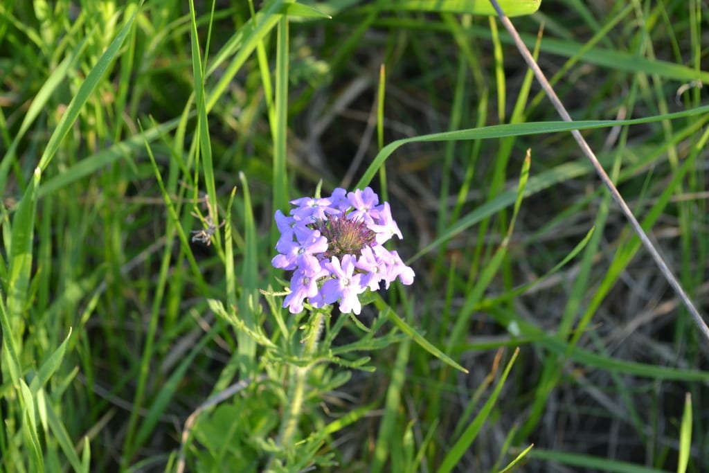 Prairie verbena (Glandularia bipinnatifida var. bipinnatifida)