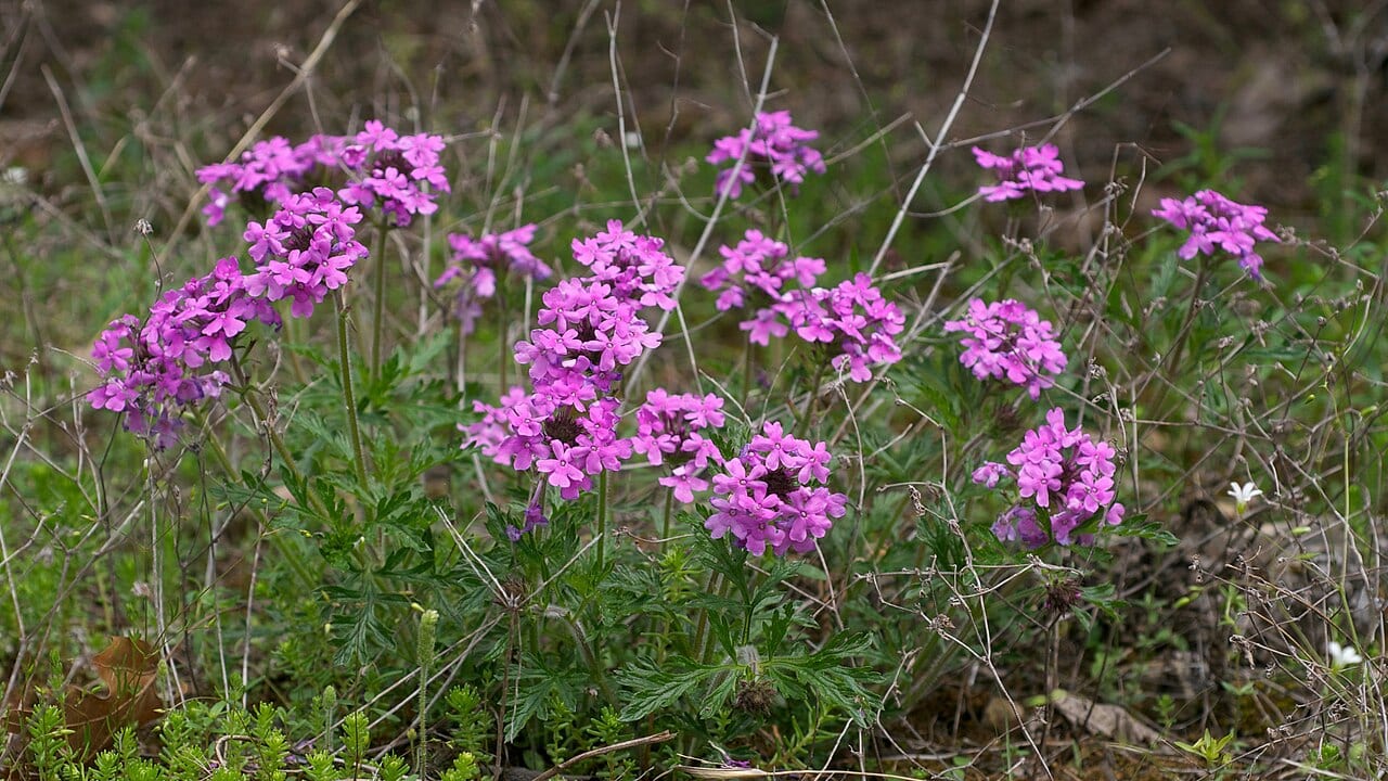 Rose vervain (Glandularia canadensis)