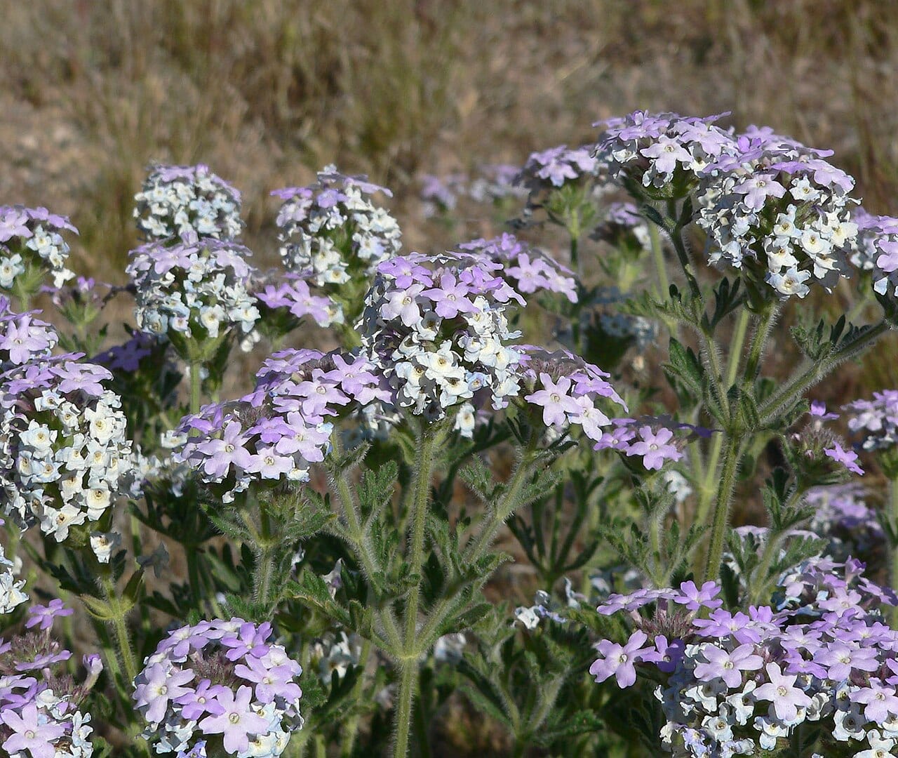 Southwestern mock vervain (Glandularia gooddingii)