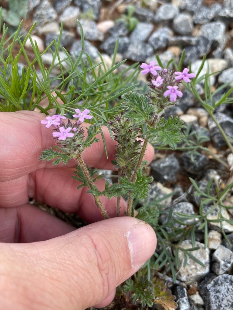 Dwarf vervain (Glandularia pumila)