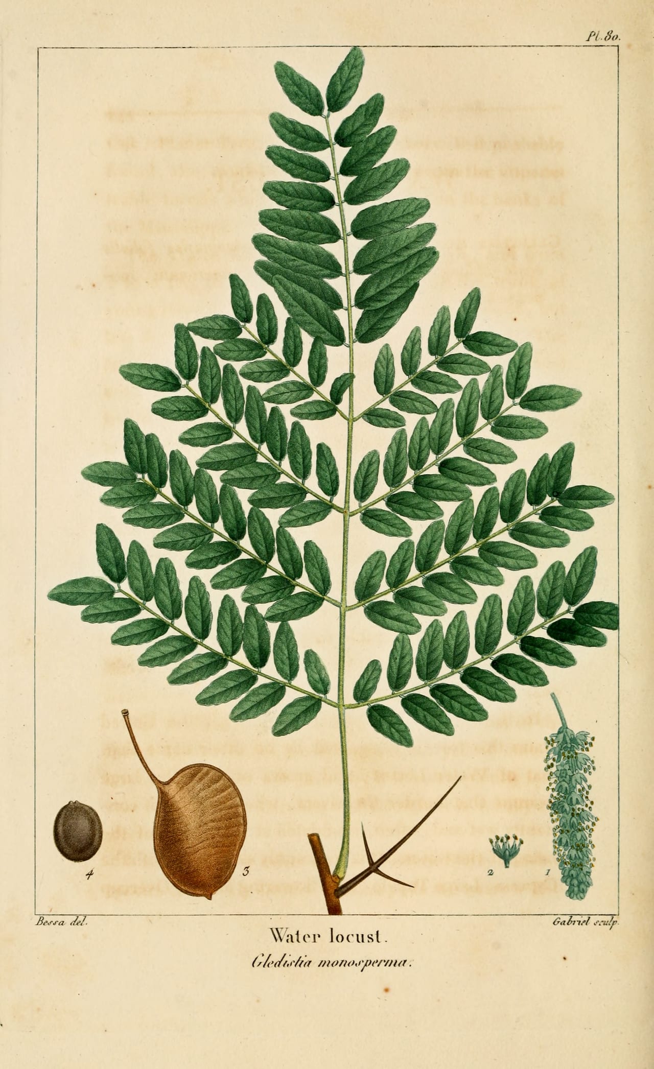 Water locust (Gleditsia aquatica)