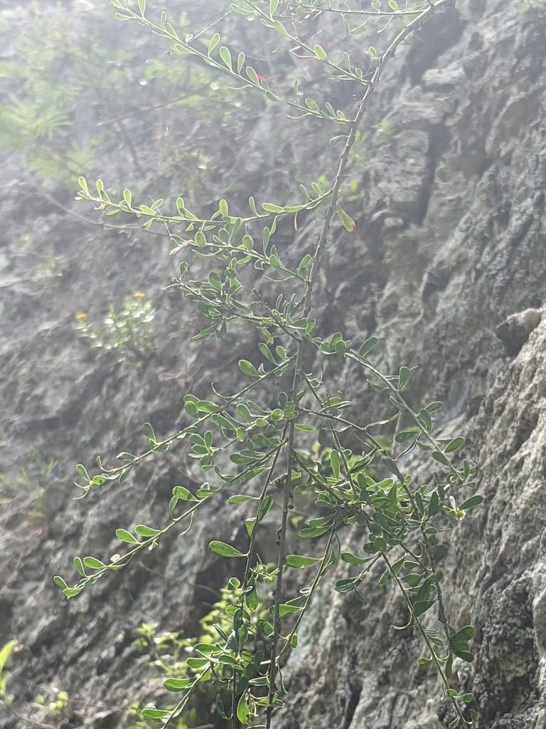 Spiny greasebush (Glossopetalon spinescens var. spinescens)