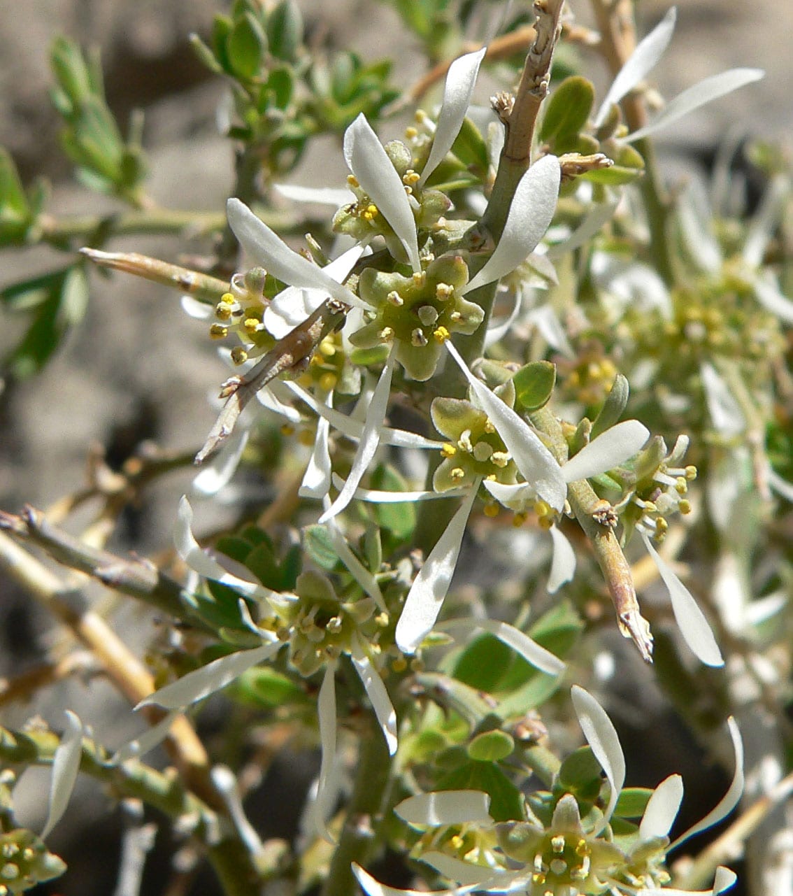 Spiny greasebush (Glossopetalon spinescens)