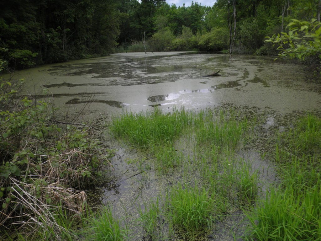 Creeping manna grass (Glyceria acutiflora)