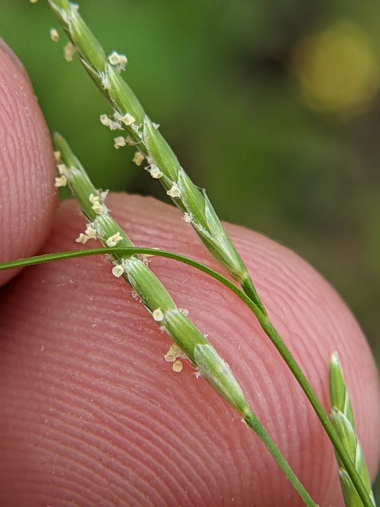 Arkansas manna grass (Glyceria arkansana)