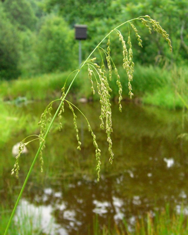 Fowl mannagrass (Glyceria striata)
