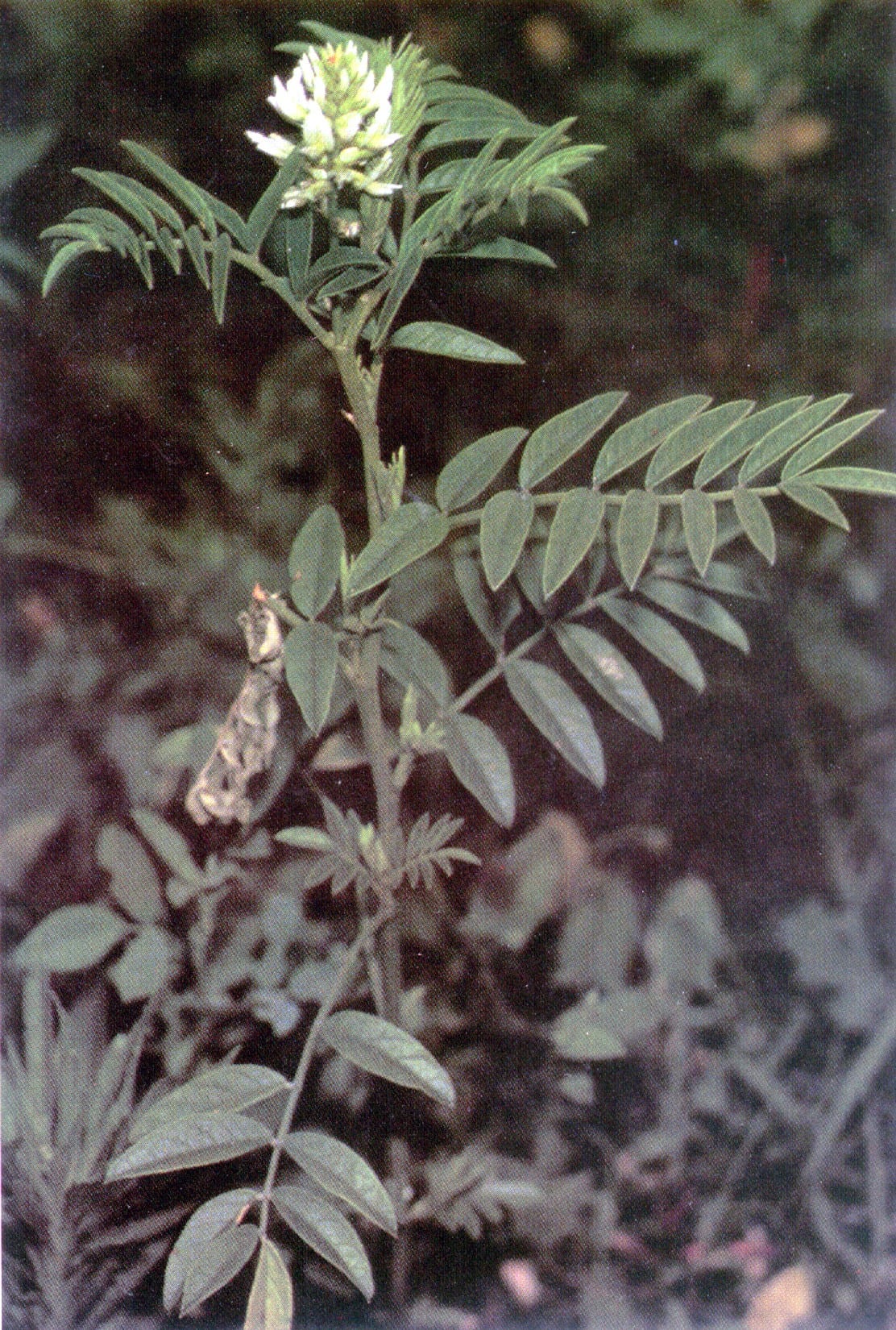 American licorice (Glycyrrhiza lepidota)