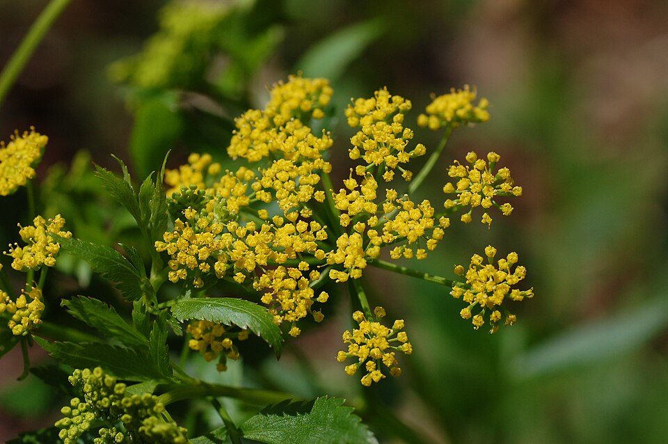 Golden Alexanders (Zizia aurea) with flat-topped umbels of golden-yellow flowers