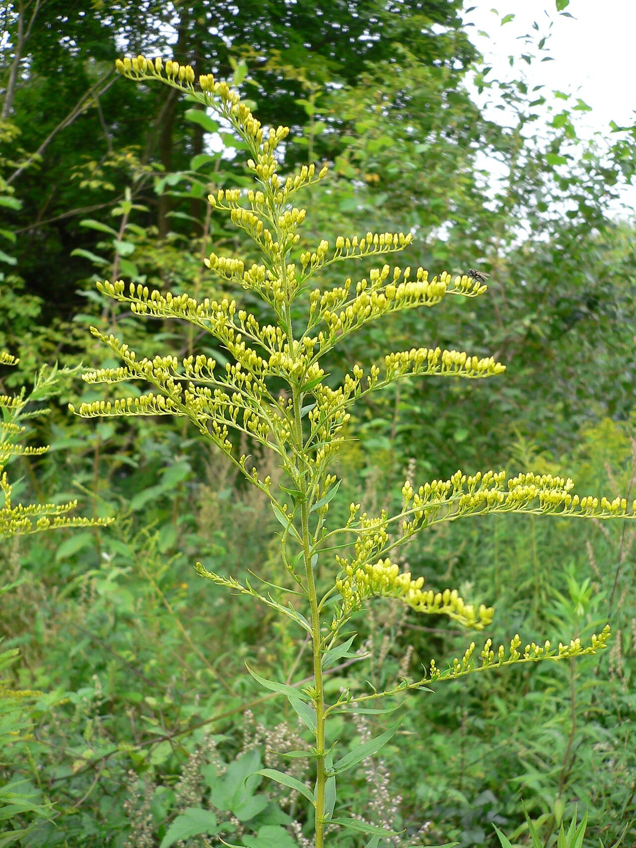 Goldenrod (Solidago canadensis)