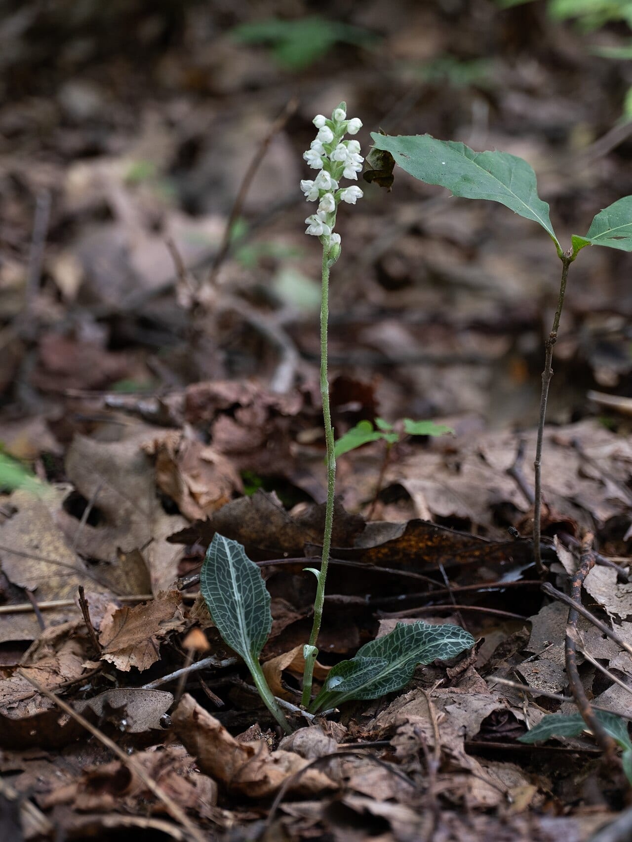 Downy rattlesnake plantain (Goodyera pubescens)