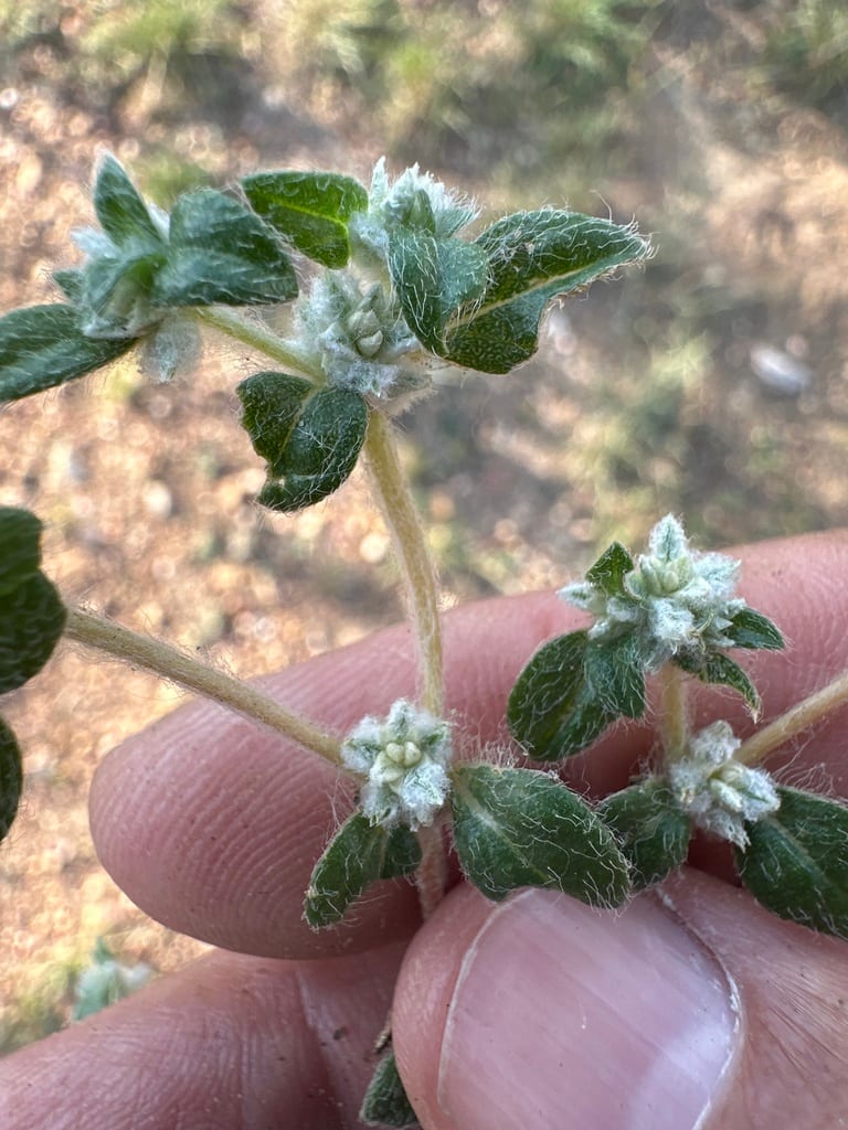 Woolly cottonflower (Gossypianthus lanuginosus var. lanuginosus)