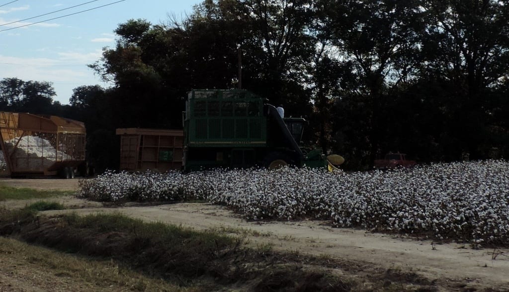 Upland cotton (Gossypium hirsutum var. hirsutum)