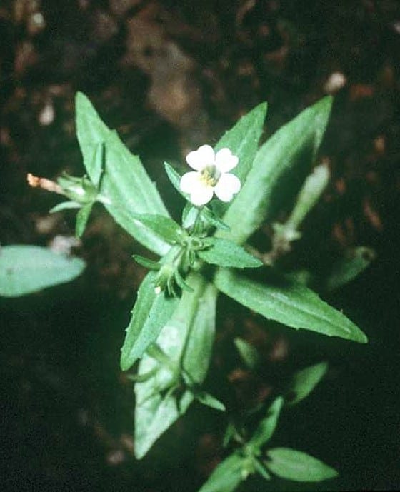 Clammy hedgehyssop (Gratiola neglecta)