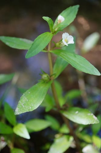 Round-fruited hedge hyssop (Gratiola virginiana var. virginiana)