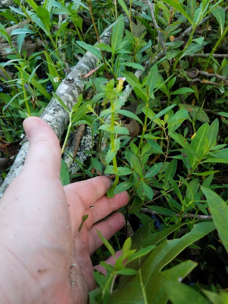 Short's hedge hyssop (Gratiola viscidula)