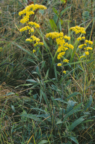 Gray Goldenrod (Solidago nemoralis) with one-sided plumes of golden-yellow flowers