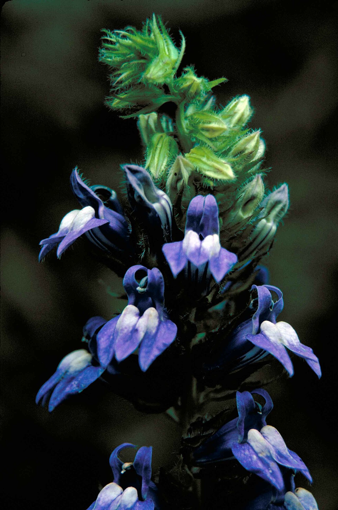 Great Blue Lobelia (Lobelia siphilitica) showing dense terminal spike of vivid blue tubular flowers