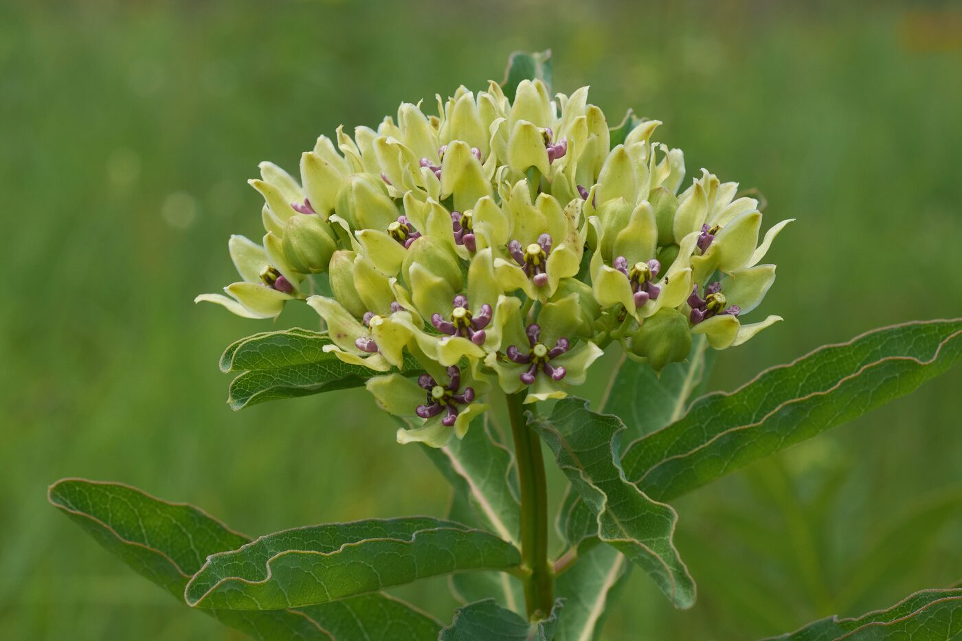 Green Milkweed (Asclepias viridis) — pale green flower umbel with rosy hoods