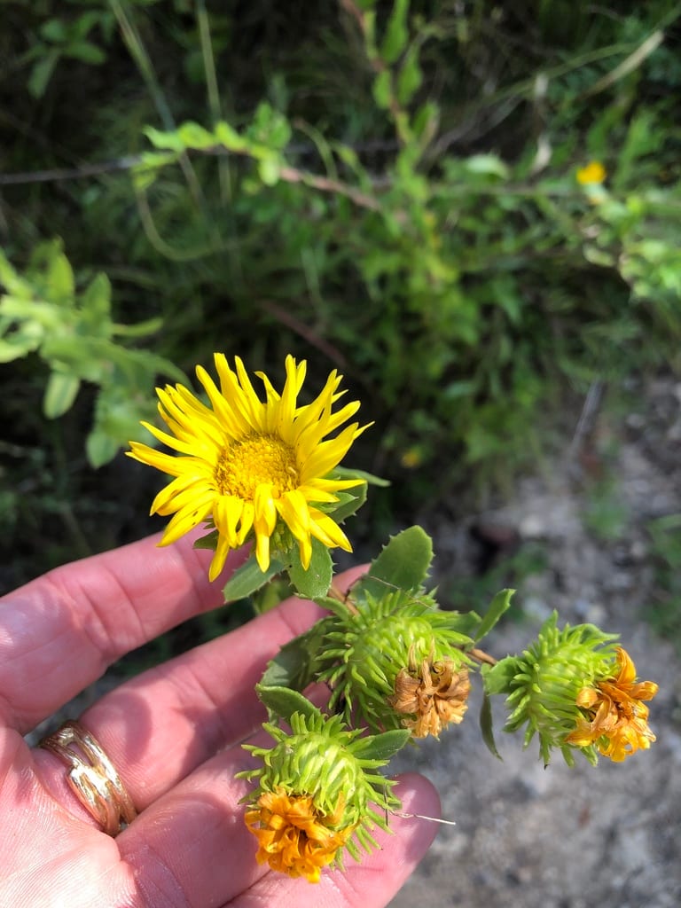 Narrowleaf gumweed (Grindelia lanceolata var. lanceolata)
