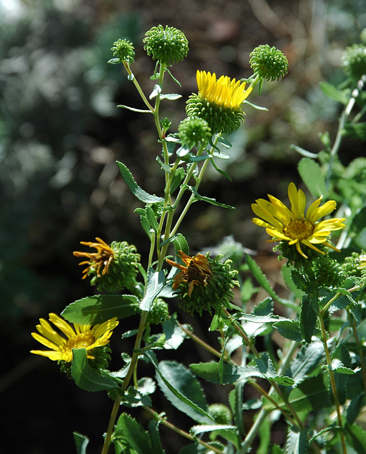 Curlytop gumweed (Grindelia nuda)