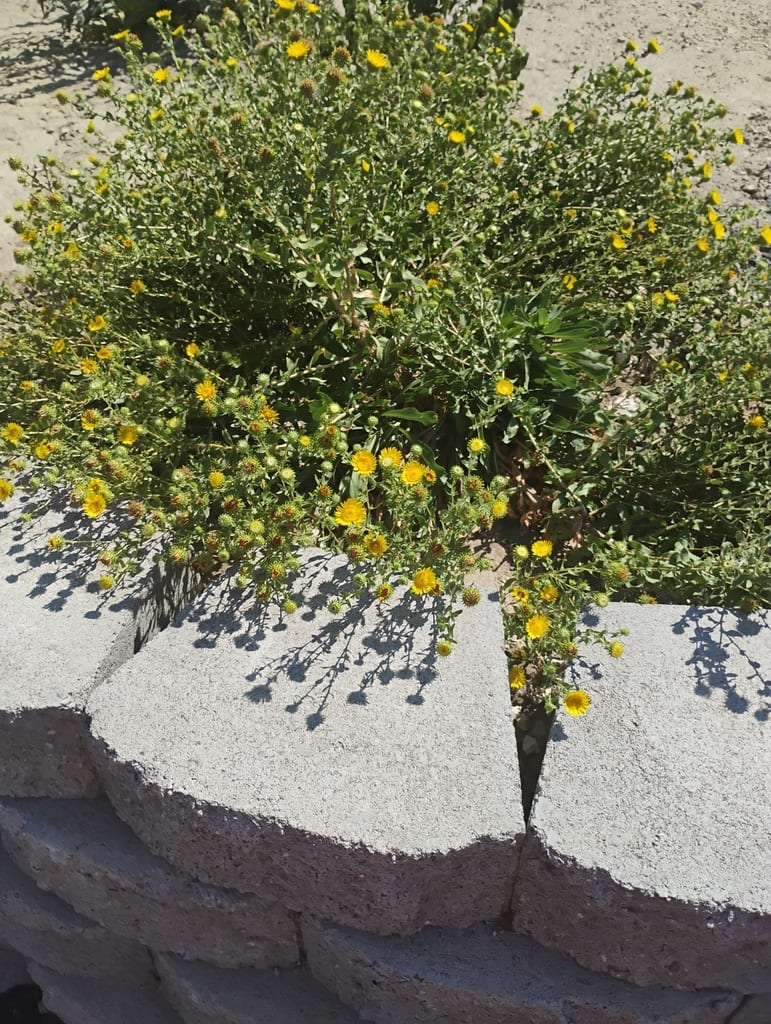 Curlycup gumweed (Grindelia squarrosa var. squarrosa)