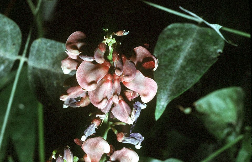 Groundnut / Hopniss (Apios americana) vine twining up a support with clusters of maroon-chocolate pea flowers and compound leaves