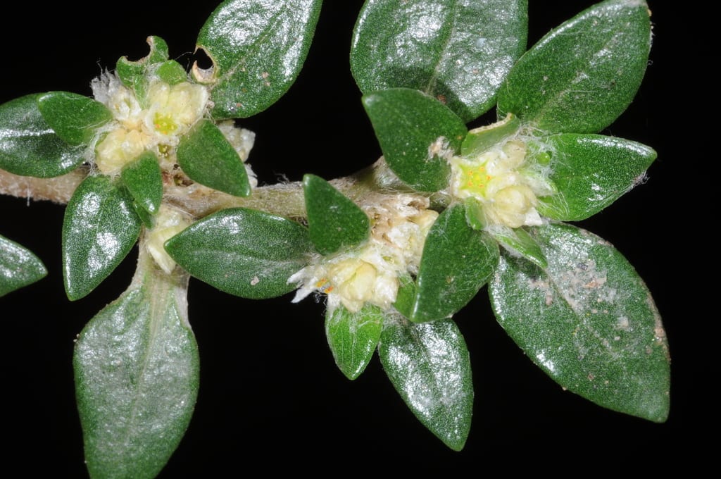 Small matweed (Guilleminea densa var. aggregata)