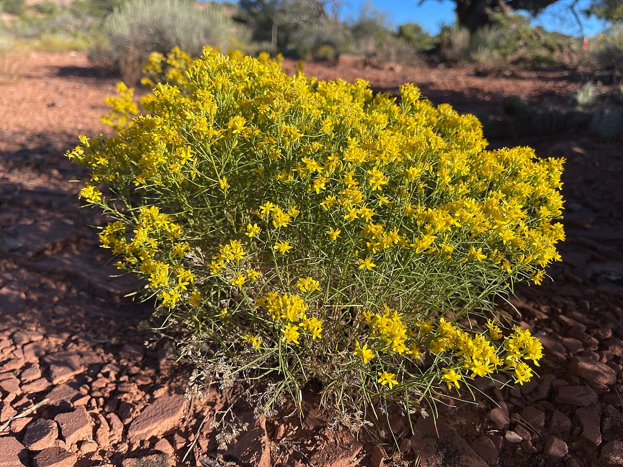 Broom snakeweed (Gutierrezia sarothrae)