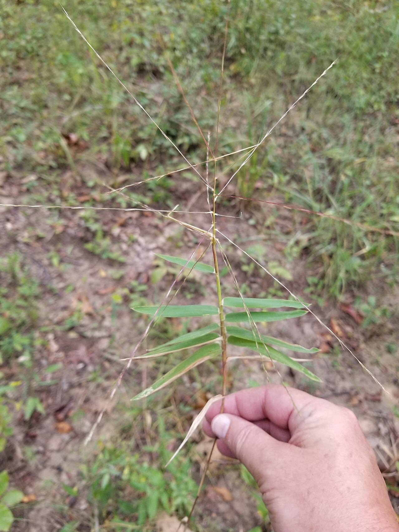 Bearded skeletongrass (Gymnopogon ambiguus)