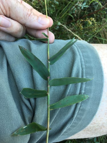 Short-leaf skeleton grass (Gymnopogon brevifolius)