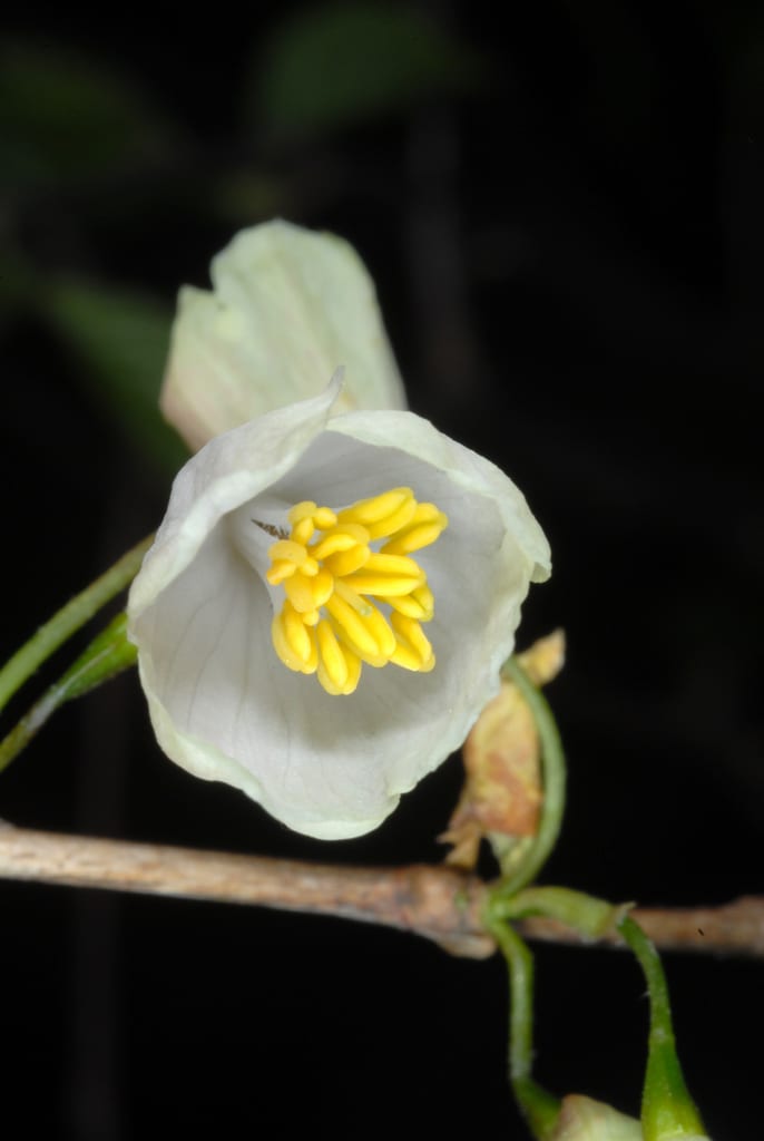 Mountain silverbell (Halesia tetraptera var. tetraptera)