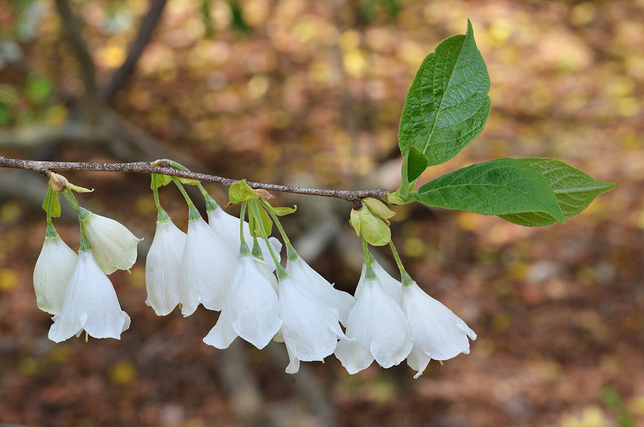 Mountain silverbell (Halesia tetraptera)