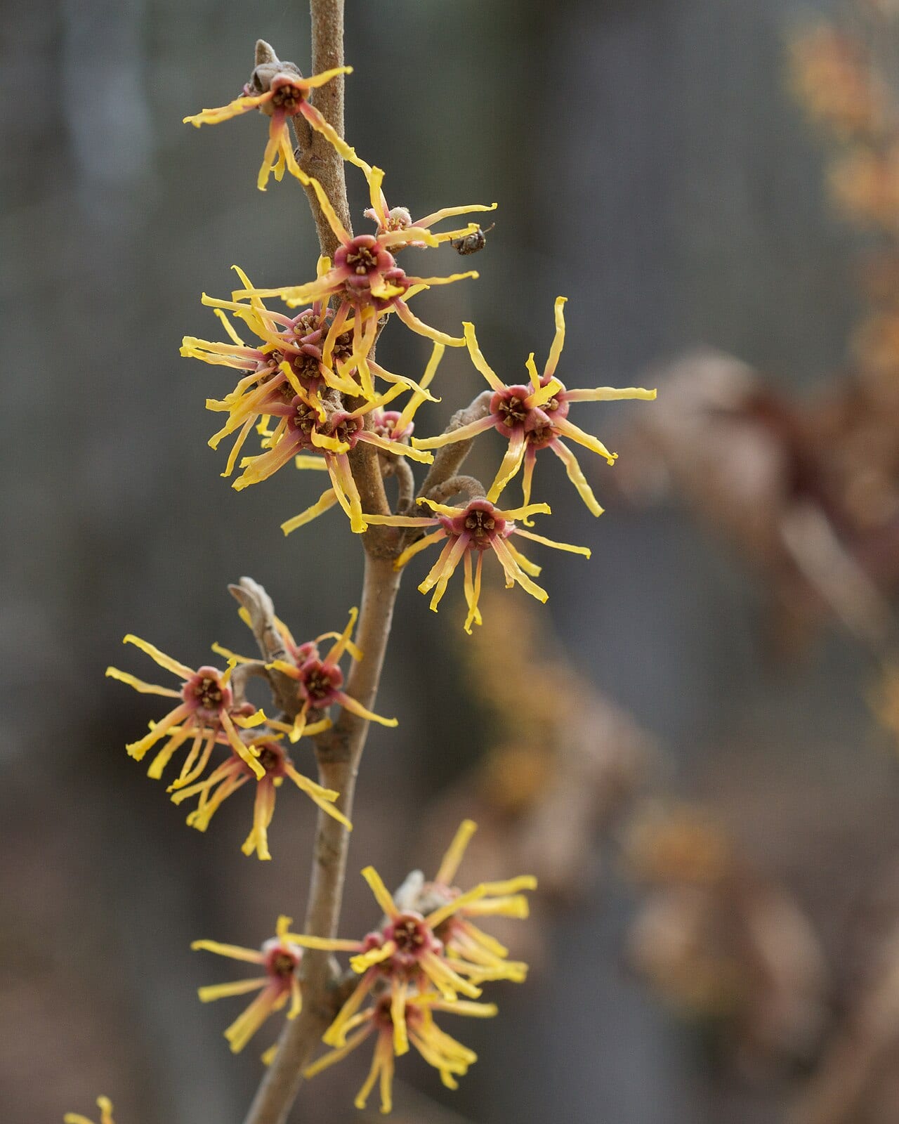 Ozark witch-hazel (Hamamelis vernalis)
