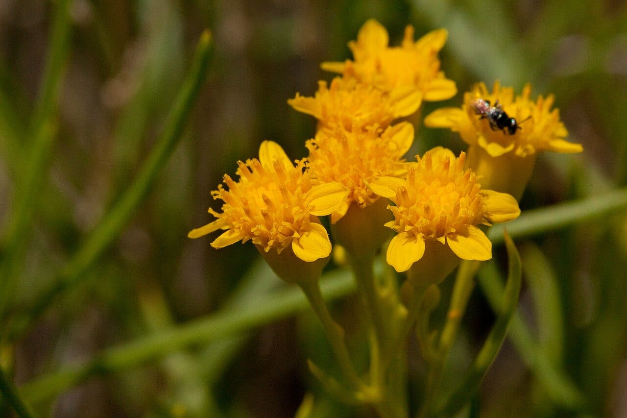 False broomweed (Haploesthes greggii)