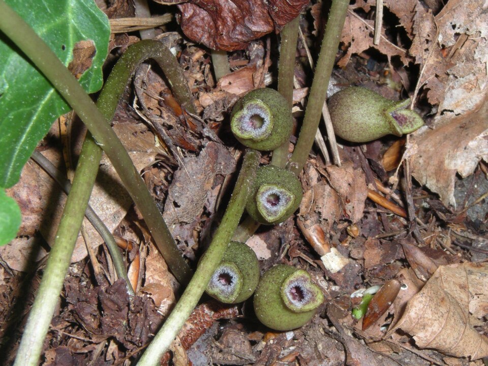 Heartleaf (Hexastylis arifolia) showing glossy, heart-shaped leaves with prominent silver venation on the forest floor