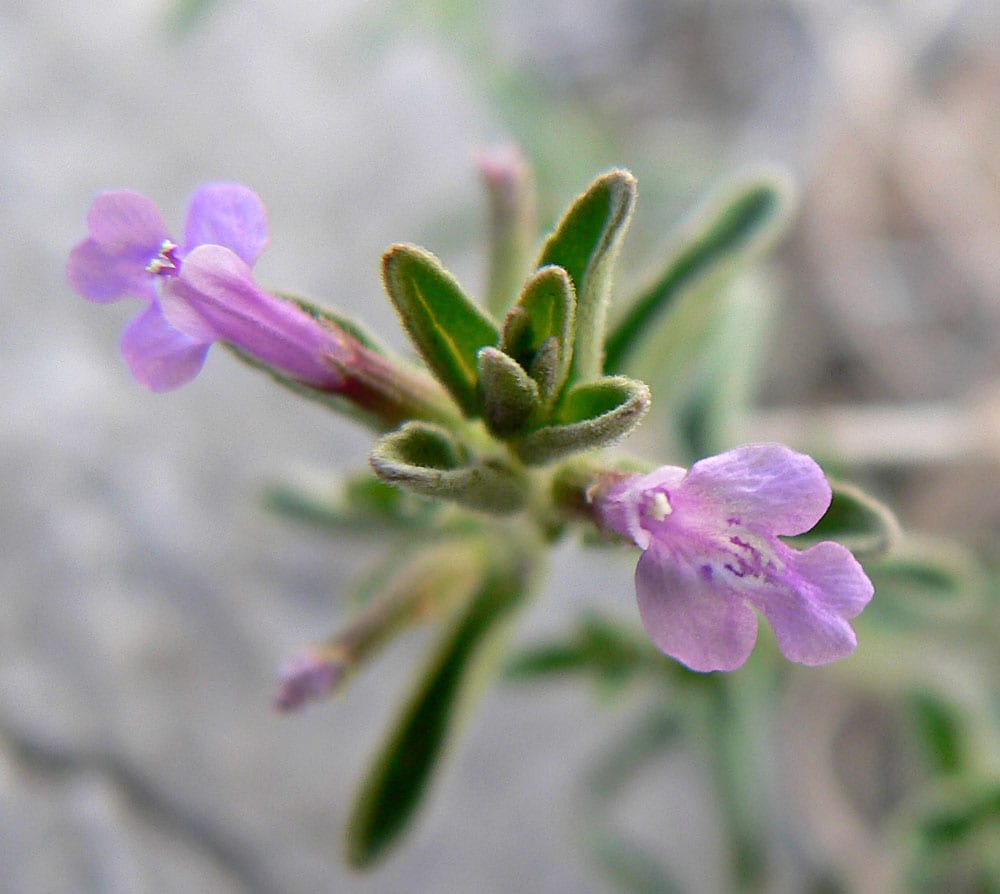 Drummond's false pennyroyal (Hedeoma drummondii)