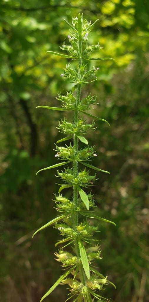 Rough false pennyroyal (Hedeoma hispida)