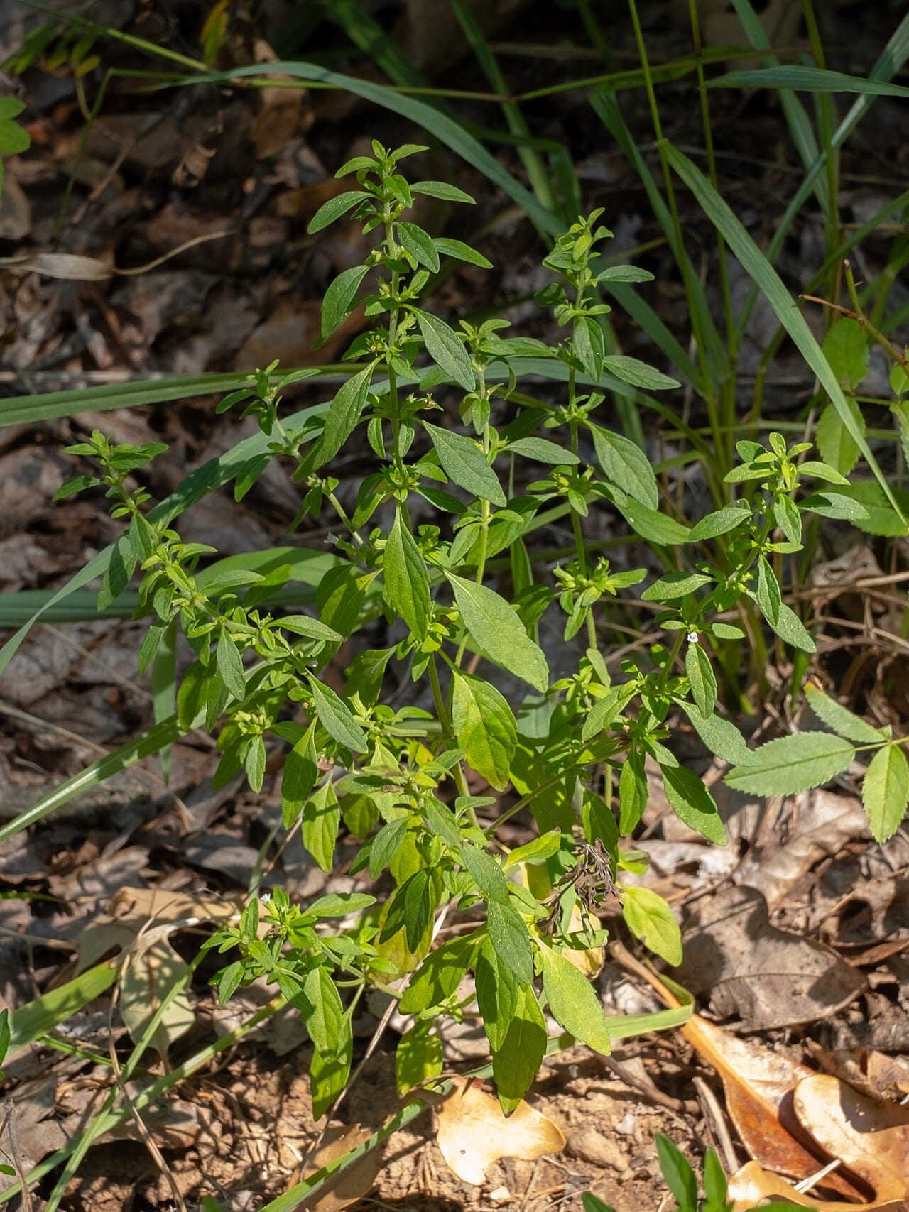 American false pennyroyal (Hedeoma pulegioides)